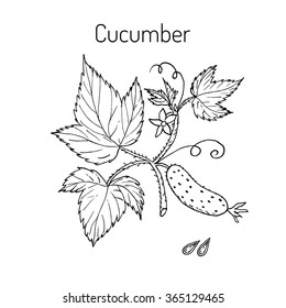 Cucumber with flower and leaves. Vector illustration.
