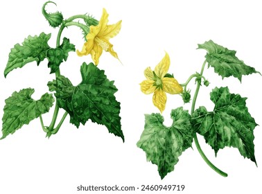 Cucumber flower watercolor isolated on white background, illustration vector