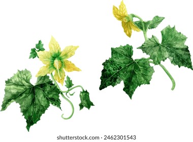 Cucumber flower watercolor isolated on white background, illustration vector