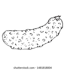 Cucumber. Fresh cucumber. Vector illustration cucumber. Hand drawn icon.