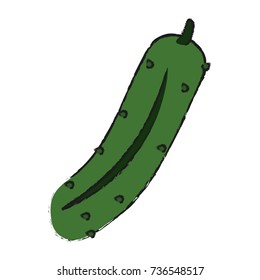 Cucumber fresh vegetable