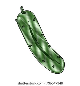 Cucumber fresh vegetable