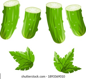 Cucumber. Green fresh vegetable and leaves. Harvesting and healthy food.