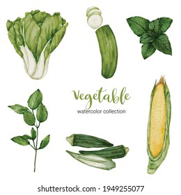 Cucumber, green okra, basil, lettuce, and mint, in watercolor collection design on white background, Drawing set  Flat Design Vector Illustration