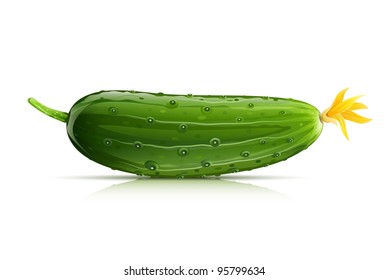 cucumber green ripe vector illustration isolated on white background EPS10. Transparent objects used for shadows and lights drawing