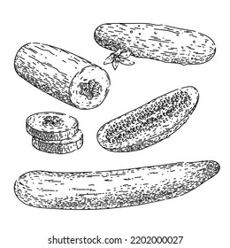 vector dibujado a mano de conjunto verde pepino. rebanada fresca, verdura de ensalada, planta de corte, comida picada, cosecha de cosecha, soltera, muera, boceto verde de pepino saludable. ilustración de color aislado