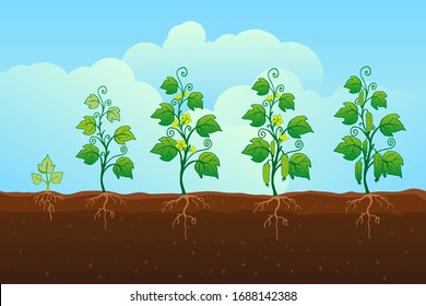 Cucumber growing in the field vector illustration. Stages of development.