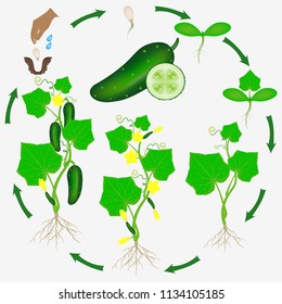 Cucumber growth cycle isolated on a white background.