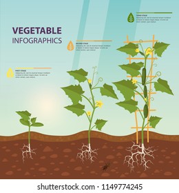 Cucumber growth rates as infographic template, ripe cuke with flowers on trellis as agriculture infochart, vegetable infochart and creeping vine on soil. Harvest and garden, natural nutrition theme