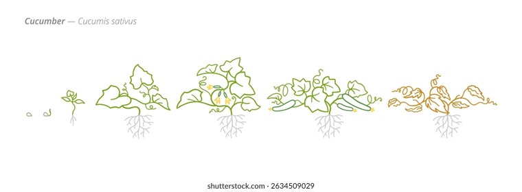 Cucumber Growth Stages Vector Illustration