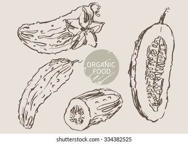 cucumber hand draw sketch, vector