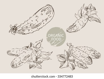 cucumber hand draw sketch, vector