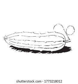 Cucumber. Hand draw. Vector illustration