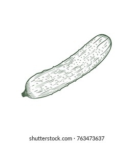 Cucumber Hand Drawn Engrave Style Illustration. Vector illustration