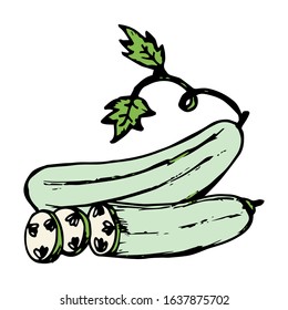 Cucumber hand drawn illustration vector on trendy design 