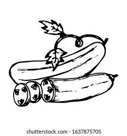 Cucumber hand drawn illustration vector on trendy design 
