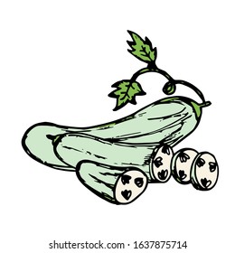 Cucumber hand drawn illustration vector on trendy design 