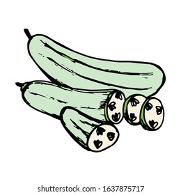 Cucumber hand drawn illustration vector on trendy design 