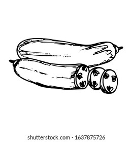 Cucumber hand drawn illustration vector on trendy design 