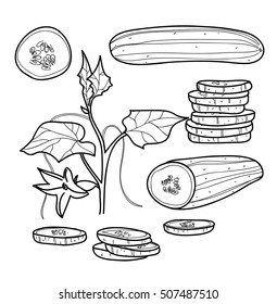 Cucumber Hand Drawn Line Art Vector Set Vegetable Illustration Drawing.