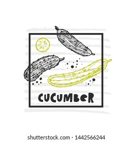 Cucumber. Hand drawn realistic vector illustration. Organic vegetable. Eco food. Farm market product. Isolated white background. Can be used for shop, menu, card, poster, label