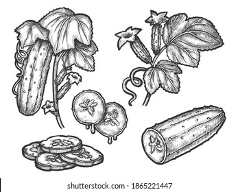 Cucumber hand drawn vector illustration design. Piece of food or slice of plant. Vintage sketch of vegetable blossom. Organic food drawing. Harvest and farm, market product and vegetarian food