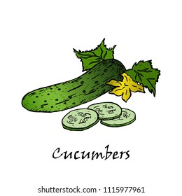 Cucumber hand drawn vector illustrations. Isolated cucumber. Farm market product.