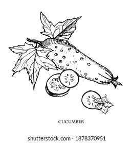 Cucumber hand drawn vector illustration.Vintage ink hand drawn cucumber, isolated on white background.Engraved style spice. Cooking ingredient.