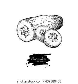 Cucumber hand drawn vector. Isolated cucumber and sliced pieces. Vegetable engraved style illustration. Detailed vegetarian food drawing. Farm market product.