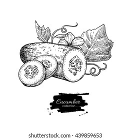 Cucumber hand drawn vector. Isolated cucumber, sliced pieces and plant. Vegetable engraved style illustration. Detailed vegetarian food drawing. Farm market product.