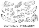 Cucumber hand drawn vector set. Isolated cucumber, sliced pieces and plant. Vegetable engraved style illustration. Farm market product.