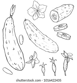 Cucumber hand drawn vector set. Isolated cucumber, sliced pieces and plant. Vegetable engraved style illustration. Detailed vegetarian food drawing. Great for menu, label, icon