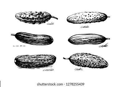 Cucumber hand drawn vector set. Isolated cuke. Engraved style illustration. Vegetarian food.