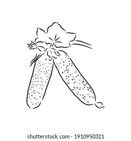 Cucumber hand drawn vector set. Isolated cucumber, sliced pieces and plant. Vegetable engraved style illustration. Detailed vegetarian food drawing. Farm market product. cucumber vector sketch