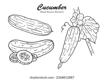 Cucumber hand drawn vector set. Isolated cucumber, cut slices and plants. Vegetables line art style illustration. Coloring book, vegetable sketch