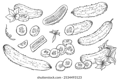 Cucumber hand drawn vector set. Isolated cucumber, sliced pieces and plant. Vegetable engraved style illustration. Farm market product.