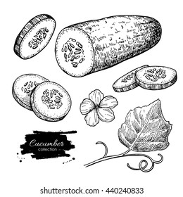 Cucumber hand drawn vector set. Isolated cucumber, sliced pieces and plant. Vegetable engraved style illustration. Detailed vegetarian food drawing. Farm market product.