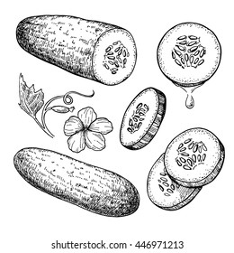 Cucumber hand drawn vector set. Isolated cucumber, sliced pieces and plant. Vegetable engraved style illustration. Detailed vegetarian food drawing. Farm market product.