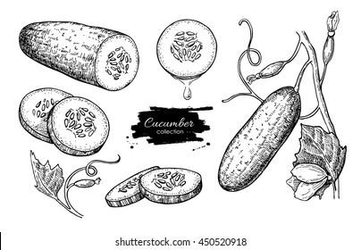 Cucumber hand drawn vector set. Isolated cucumber, sliced pieces and plant. Vegetable engraved style illustration. Detailed vegetarian food drawing. Farm market product.