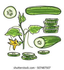 Cucumber hand drawn vector set Vegetable illustration drawing.