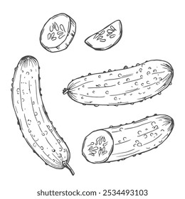 Conjunto de esboços vetoriais desenhados à mão em pepino. Pepino inteiro e fatias de pepino. Coleção de pepinos no vetor