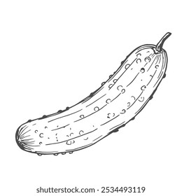 Cucumber hand drawn vector sketch in doodle style. Isolated on white background