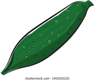 A cucumber with a hard green skin, vector, color drawing or illustration.