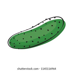 Cucumber icon. Flat illustration of cucumber vector icon isolated on white background