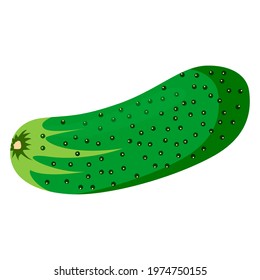cucumber illustration vector isolated on white background.