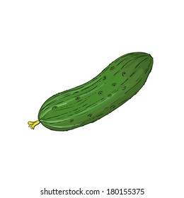 Cucumber isolated on white, vector image