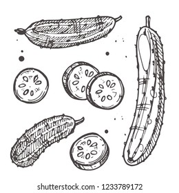 Cucumber isolated set. Hand drawn vector illustration. Can be used for street festival, farmers market, country fair, shop, menu, cafe, restaurant, poster, banner.