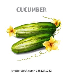 Cucumber isolated Vector watercolor. Fresh vegetables templates