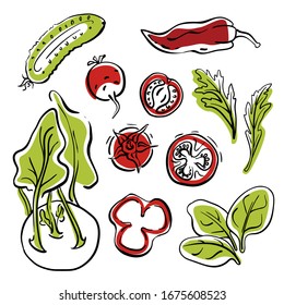 Cucumber, kohlrabi, tomatoes, spinach, radish, pepper. Colorful sketch collection of healthy vegetables and herbs isolated on white background. Doodle hand drawn vegetable icons. Vector illustration