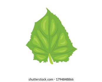 Cucumber Leaf Botanical Vector Illustration
